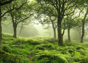 Trees in grassy forest