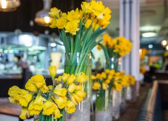 4 glass vases containing daffodils on a bar top