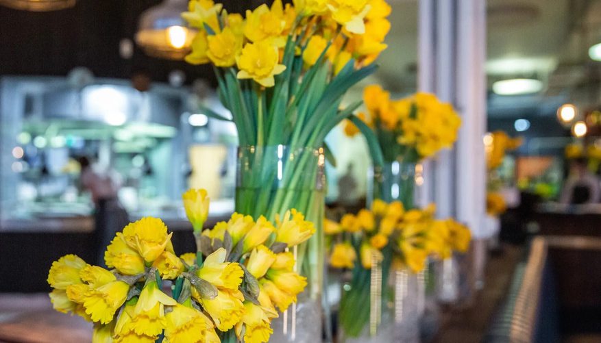 4 glass vases containing daffodils on a bar top